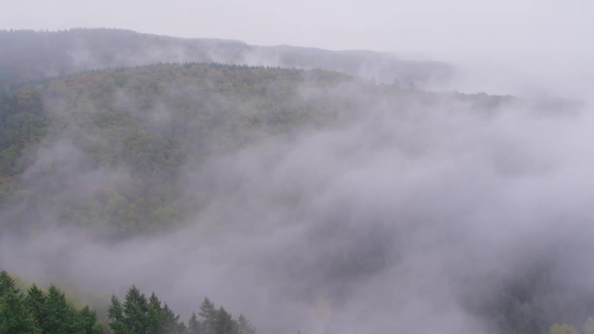 An aerial view of clouds floating over pine trees in a forest