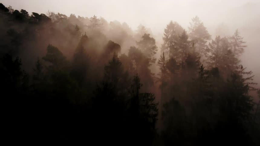 A dense forest shrouded in thick fog during the day