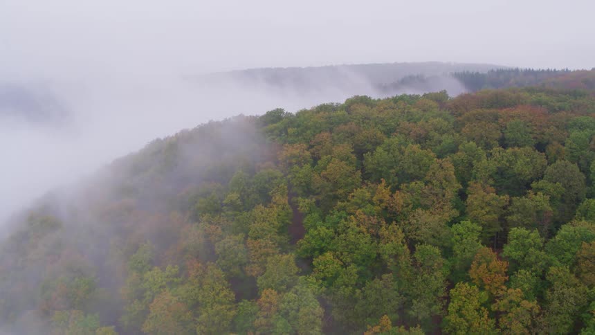 Fog and mist is covering the forest
