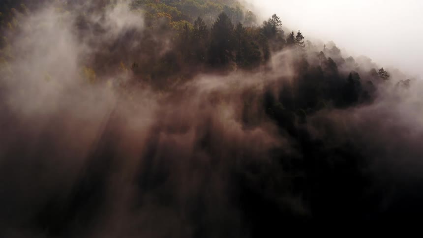 A forest on a mountain slope shrouded in fog and shadow