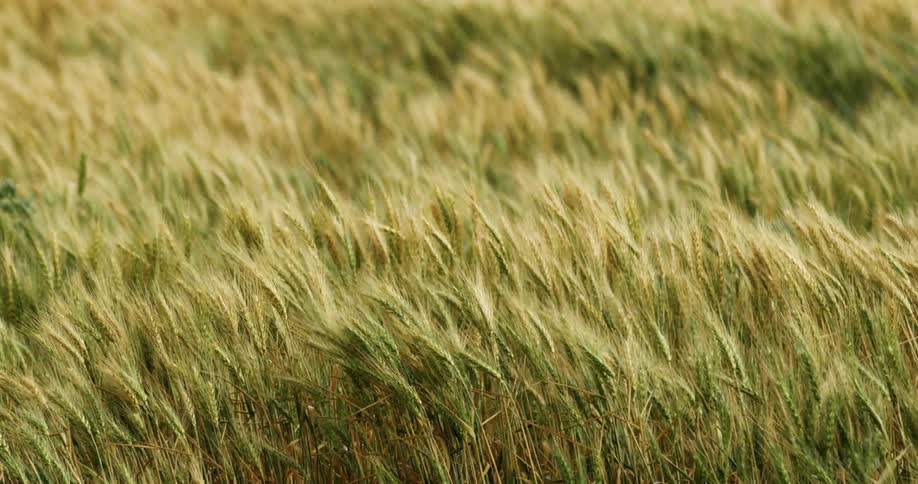 Tall grass in a field sways in the wind on a sunny day