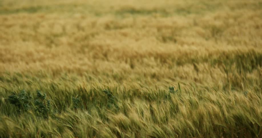 Wind is blowing the grass in a rural area