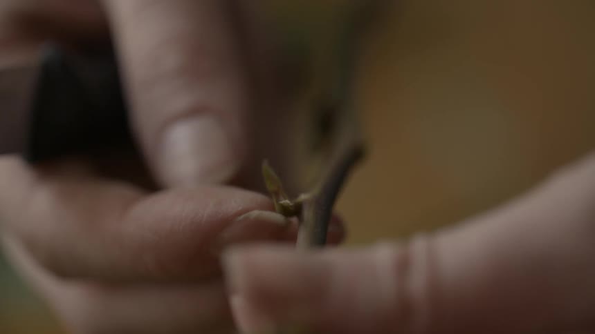 A person picks a small bud from a stem