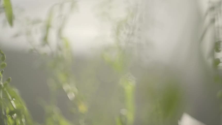 Close up of some green branches and leaves
