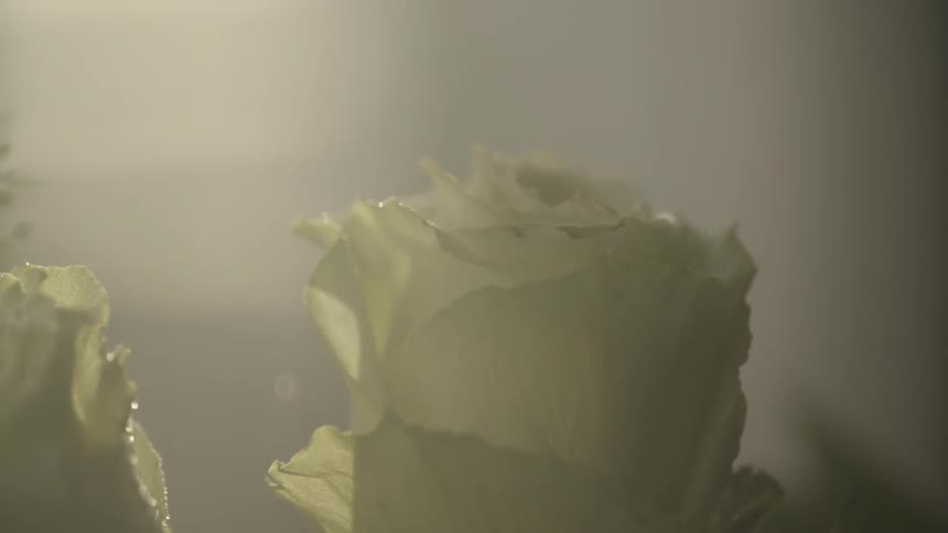 Two roses being misted with water