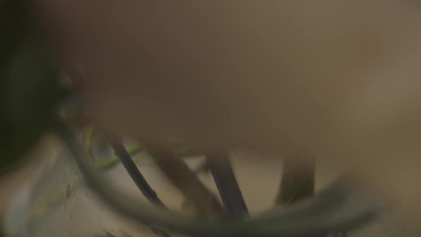 Close up of some flower stalks in a vase