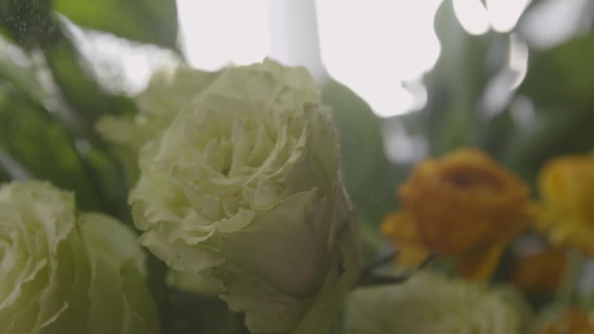 Mist sprays onto white and yellow roses