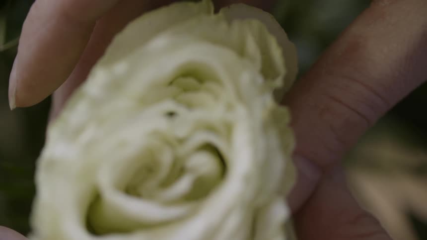 A person squeezes a flower