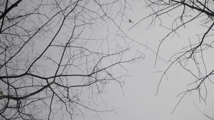 View of the top of trees on a cloudy day