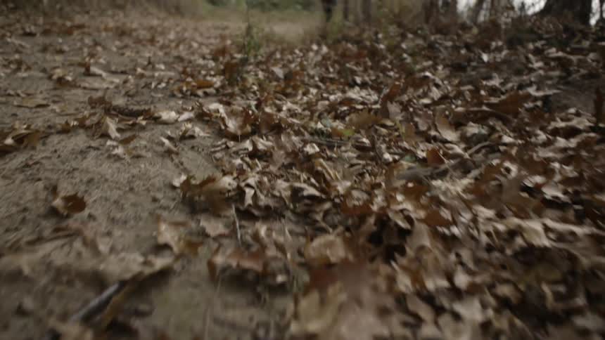 Brown leaves on a dirt trail