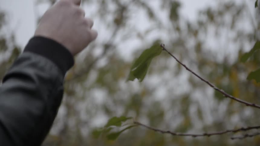 A man is pulling leaves from the end of a branch