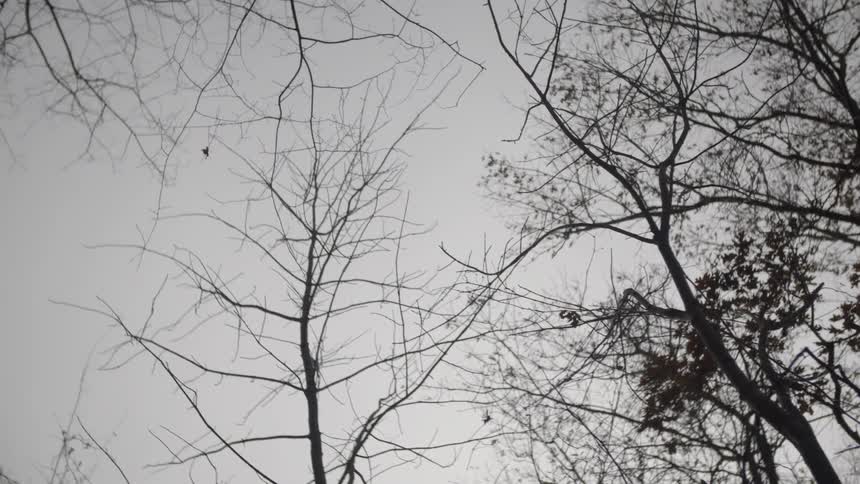 Trees on a cloudy day