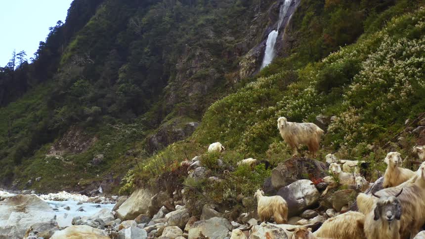 A trip of goats grass near a rock strewn river at the base of a verdant mountain during the day