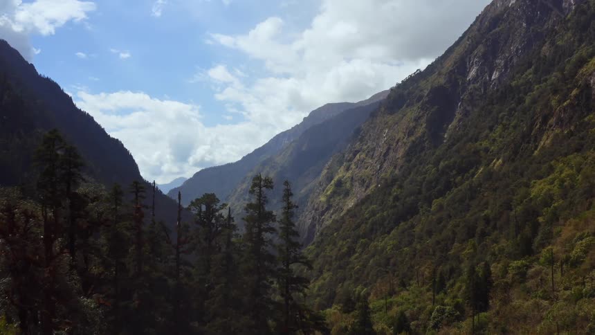 Pine trees in a mountain forest on a summer day