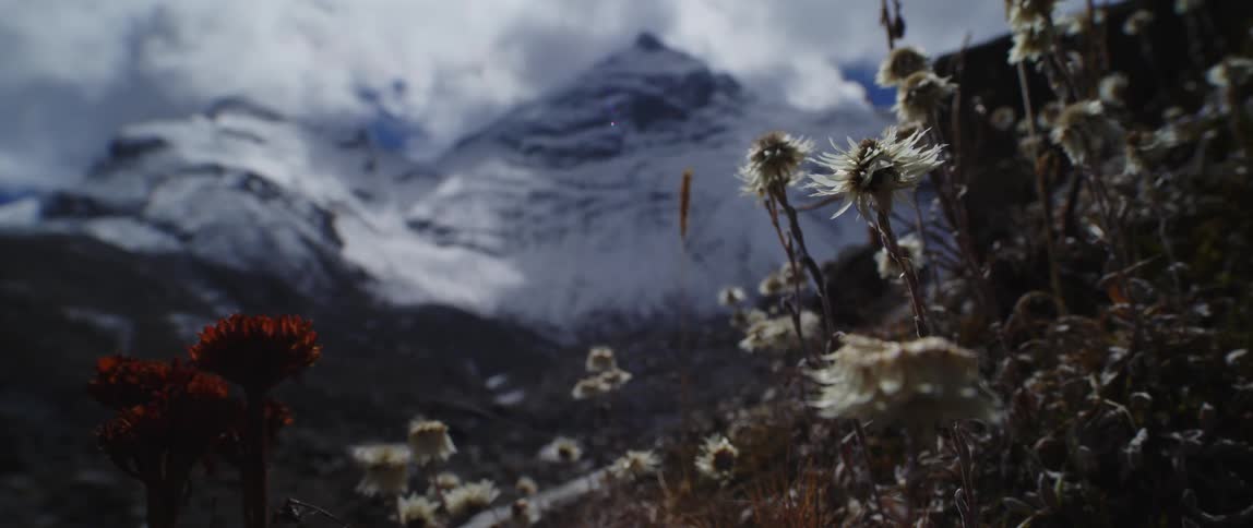 Snow covered mountain towers over wildflowers on slope