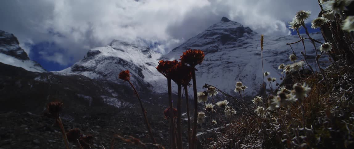 Tall red flowers and dandelions grow in a field below a snow covered mountain range