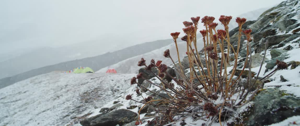 Snow falls near plants sitting in snow among stones on mountain slope with tents and obscured mountains in distance