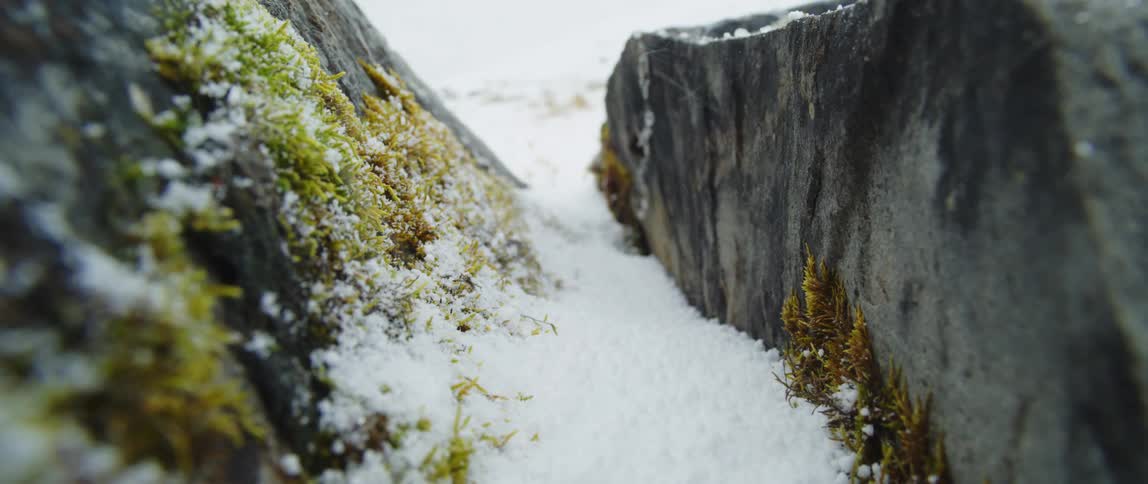 Snow falling on mossy rocks on the ground during a blizzard