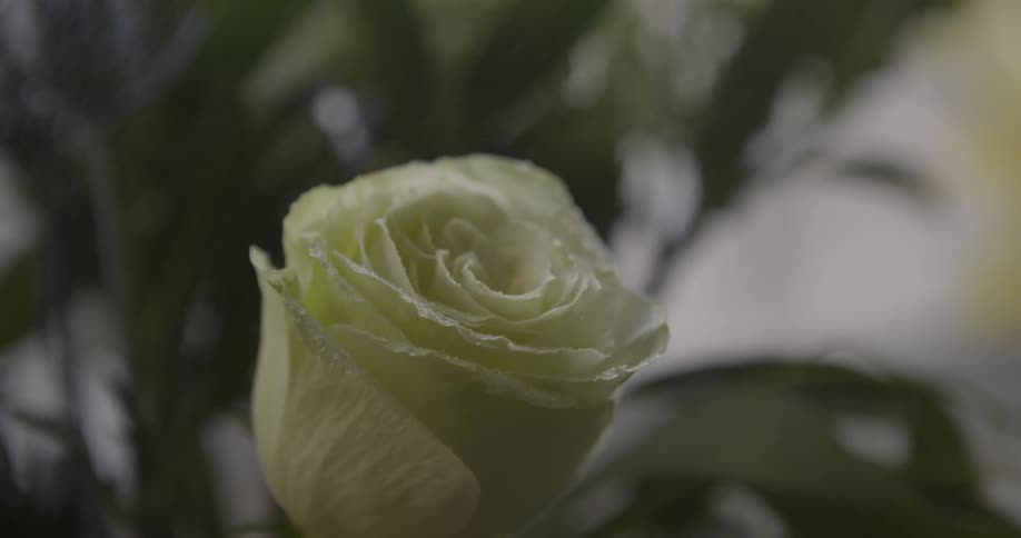 Tight shot of a white rose as it is misted with water