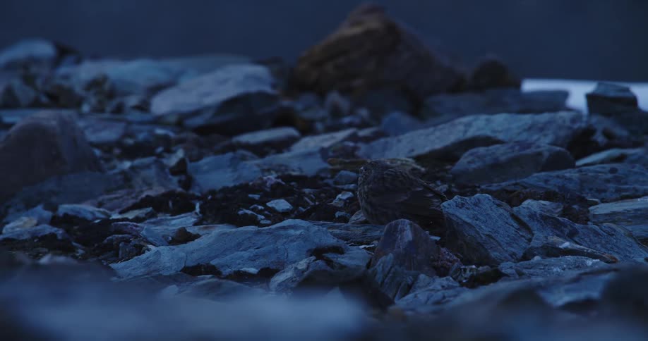 A bird resting and eating on rocks with light and shadow