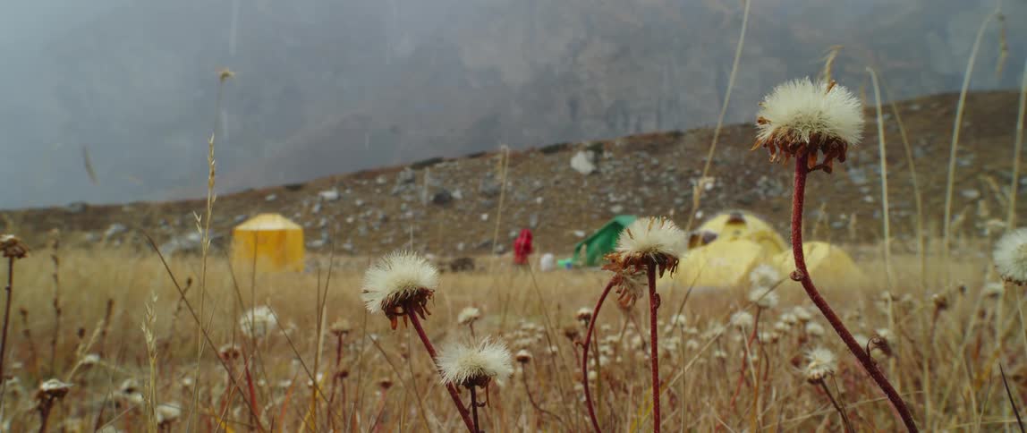 A person walking towards a tent with a grassy field and dandelions in the foreground