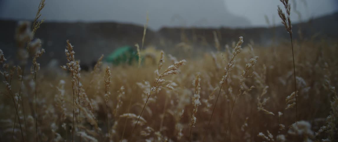 Wheat growing in a field