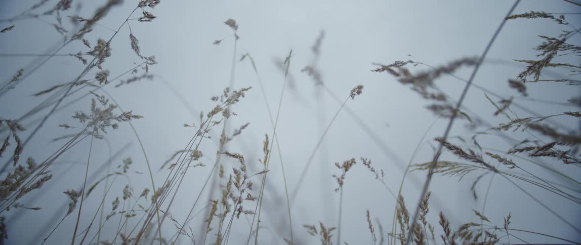 Stalks of grass sway gently in the wind on a foggy day