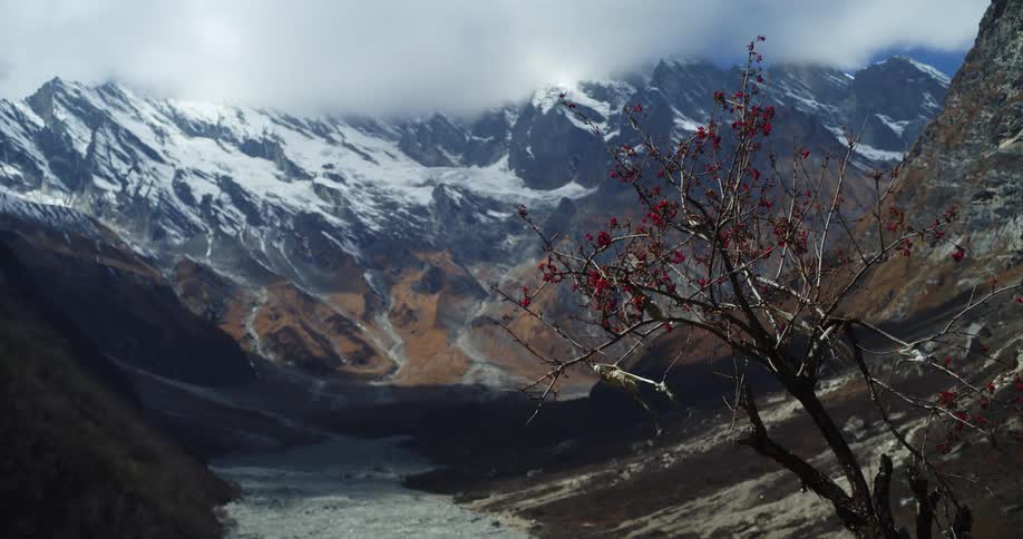 A small tree with red flowers sways in the wind in a mountain valley during the day