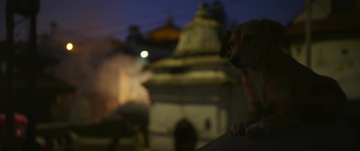 Small tan dog sits on ledge above city at night