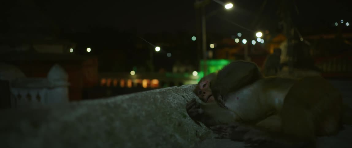 A monkey relaxes on concrete with buildings in the distance at night