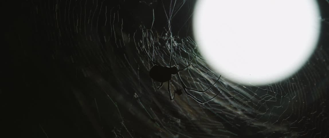 A spider hangs from its web under a full moon