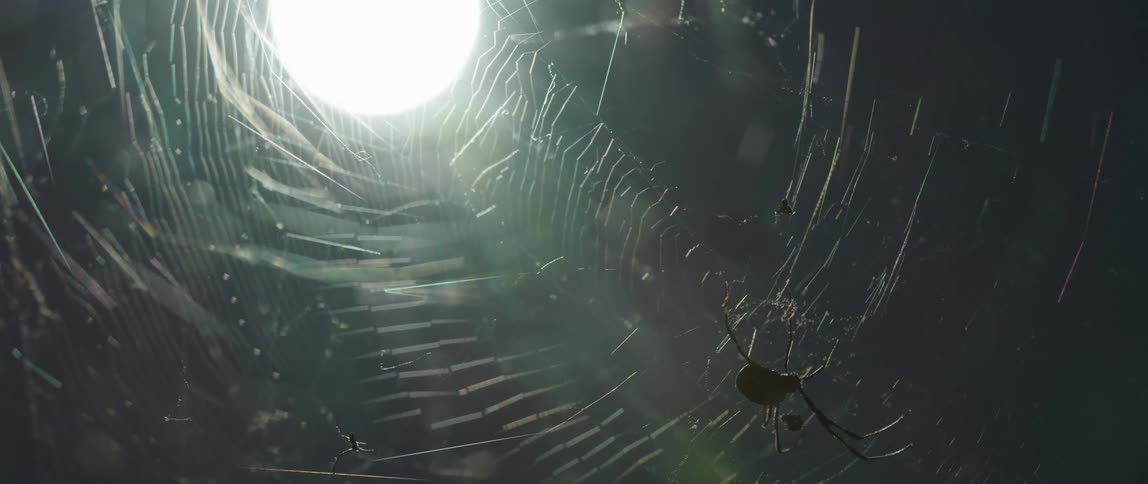 Small spider in web