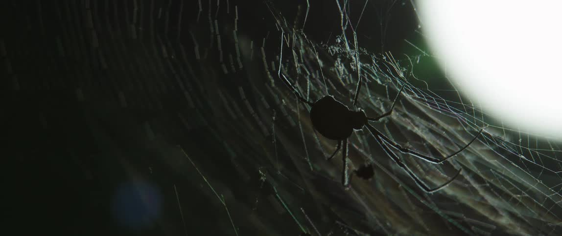 A silhouette of a spider on a web blowing in the wind with a light in the background