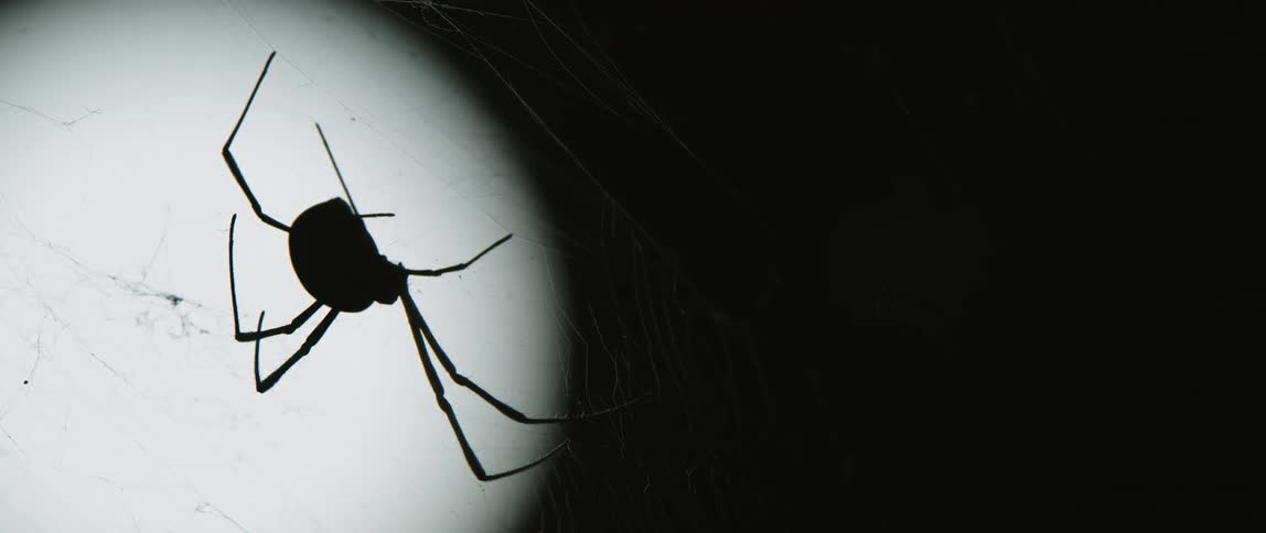 A spider is crawling on a web at night
