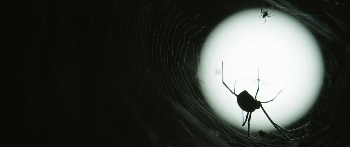 The moon on a dark night lights up a spiderweb where a small spider and a large spider sit