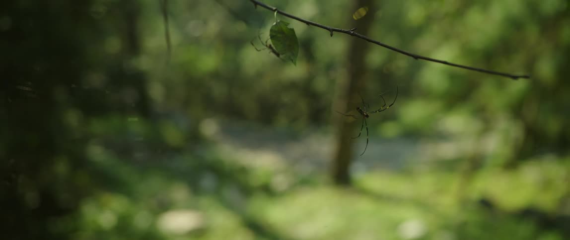 A spider hangs on a spiderweb built off a small tree branch near a rural highway