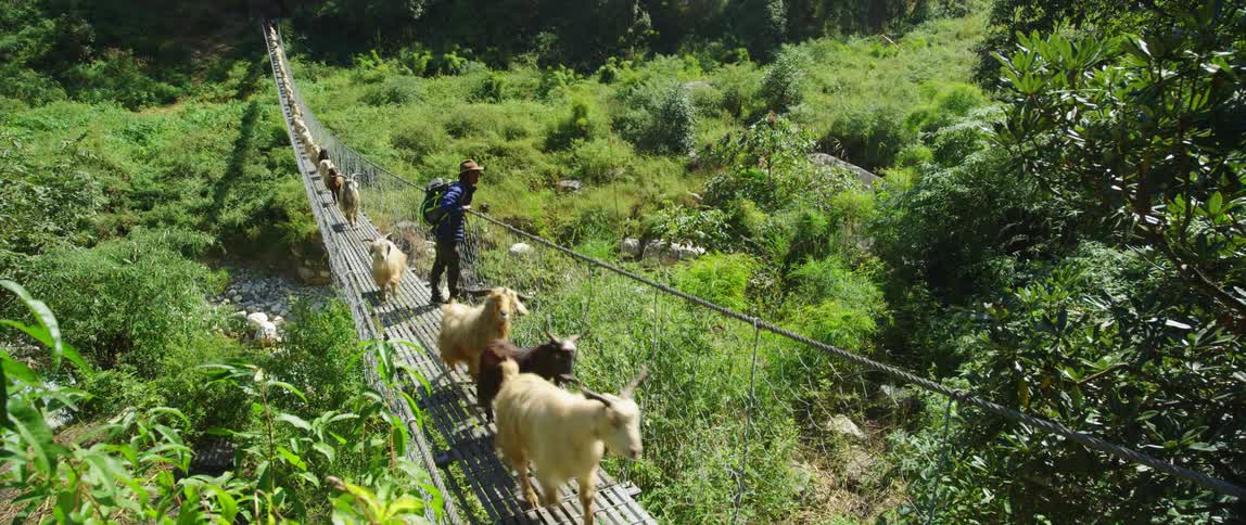 A person with a backpack and a hat on a bridge with goats crossing