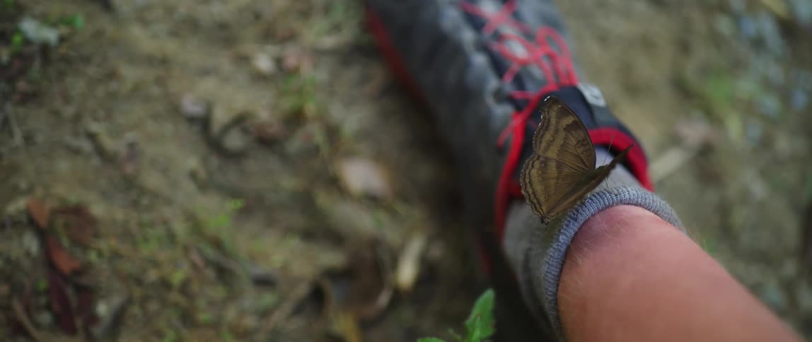 A butterfly rests on a mans ankle