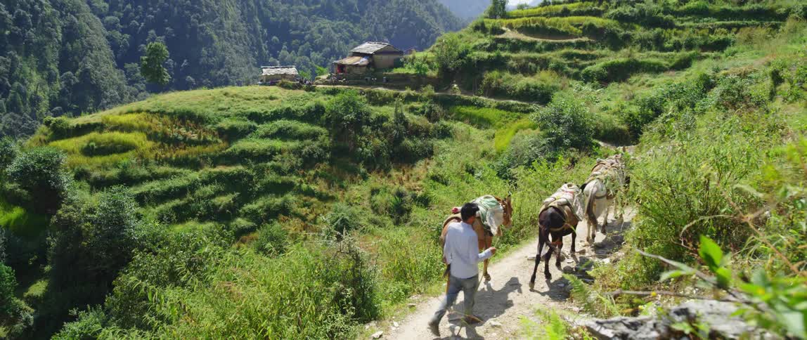 A man herding donkeys up a hill with a dirt road with plants and trees in the background