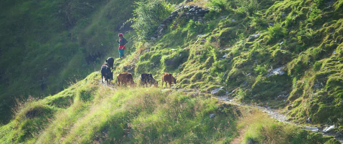 Man herds small herd of cattle along trail on side of mountain