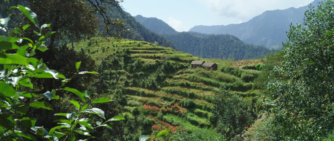 A shelter is surrounded by trees and nature