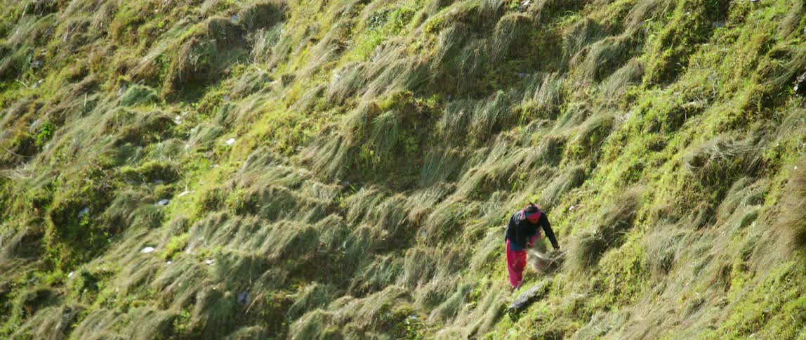A person gathers grass on a steep mountain slope covered in vegetation