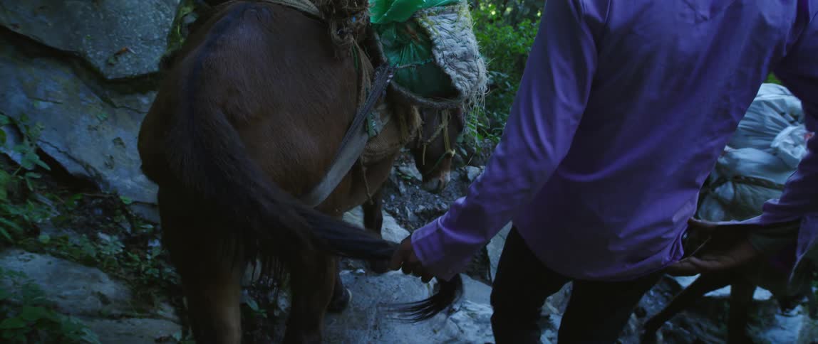A man holds a horses tail as the leads them down a steep incline