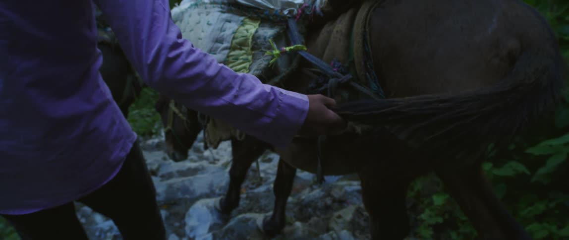 A person leading a donkey down steps with trees and plants in the background
