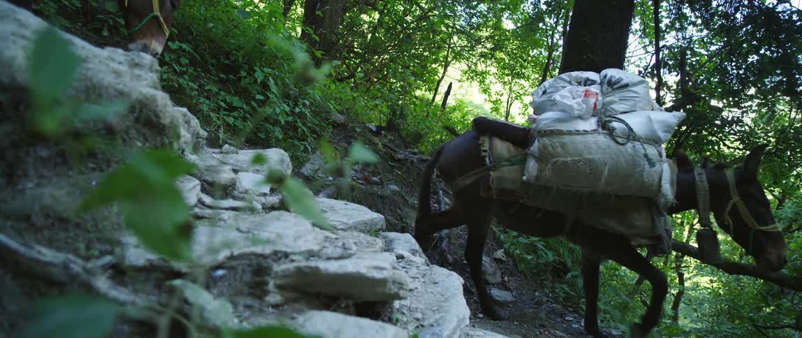 Pack mules walk down hill on trail in forest
