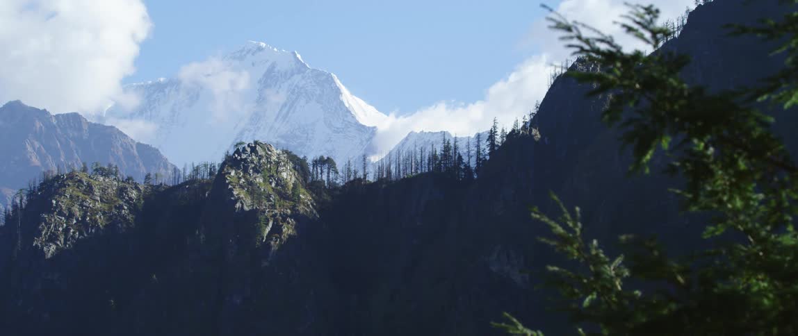 Aerial view of trees near the mountains is displayed