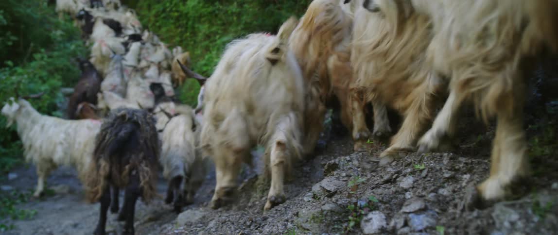 Sheep walking on a dirt path with plants in the background