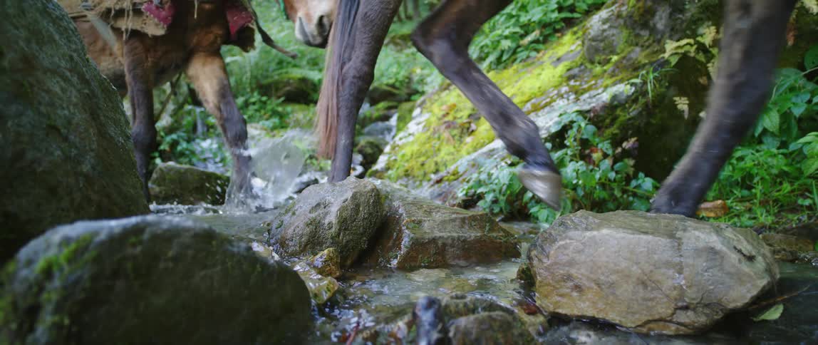 A group of donkeys walking up a river