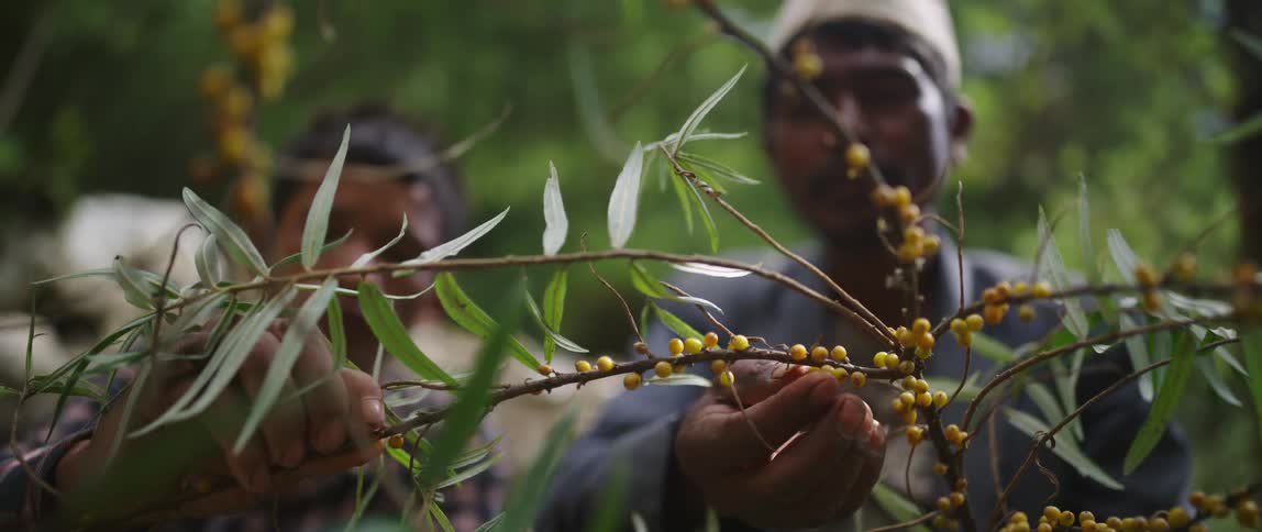 Men picking fruits from a tree with branches and leaves