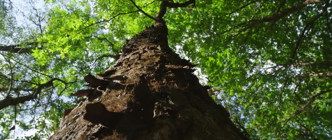 Close up of a tree is displayed